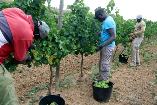 Wine harvest season at Celler Gramona in Penedès (Àlex Recolons/ACN)